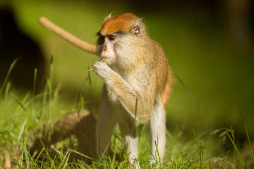 Patas monkey (Erythrocebus patas) eating a single blade of grass