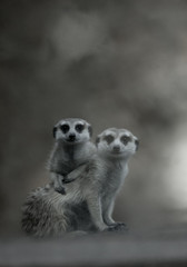 Two cute meerkats playing together (B&W picture)