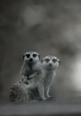 Obraz premium Two cute meerkats playing together (B&W picture)