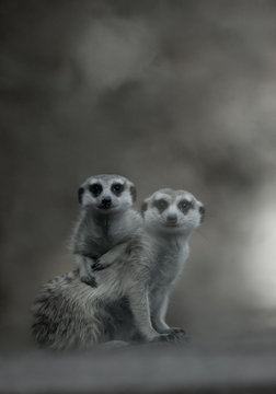Two cute meerkats playing together (B&W picture)