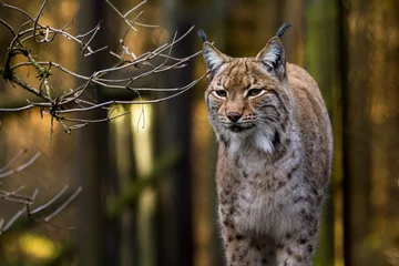 Fotobehang Lynx Close-up portret van een Euraziatische Lynx in bos (Lynx lynx)