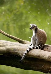 Ring tailed lemur (Lemur catta) in it natural environment 
