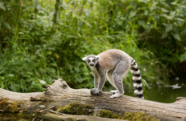 Ring tailed lemur (Lemur catta) in it natural environment  © mdennah