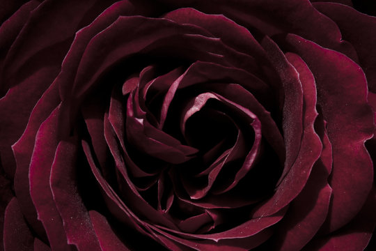 Fototapeta rose, dark red, macro