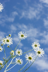 Chamomile flowers against the blue sky on a lovely sunny day