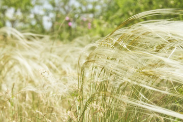 Feather grass is developing in the wind