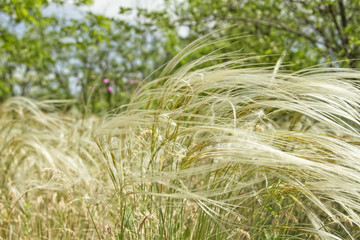 Feather grass is developing in the wind