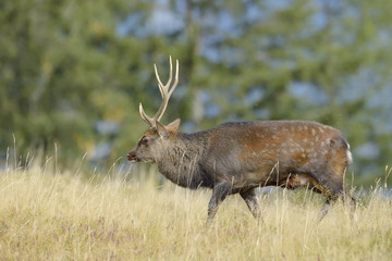 Red deer (Cervus elaphus) walking in high grass and in rut.