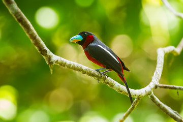 Black-and-red Broadbill on the branch