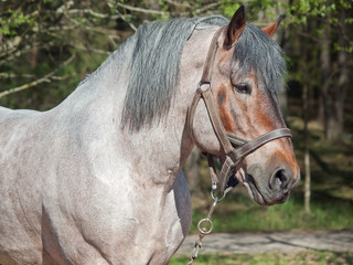 Obraz premium Portrait of Belgian draught horse.