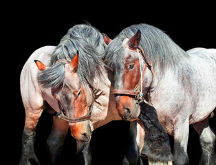 Two fighting brabant stallions. isolated on black