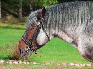 Portrait of Belgian draught horse.