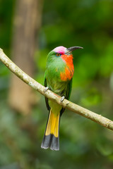 Portrait closeup of Red-bearded Bee-eater