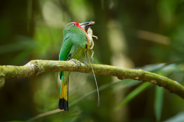 Red-bearded Bee-eater(Nyctyorni s amictus )