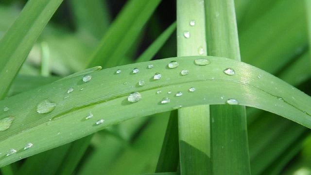 Tropfen auf einem Blatt