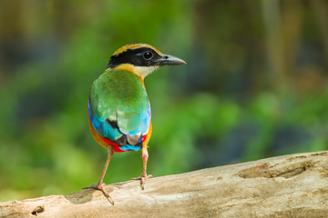 Fototapeta premium Backside of Blue-winged Pitta on the wood turn her head