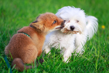 red fox pup and dog