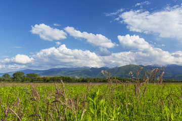 Summer scenery in the Alps and beautiful meadows