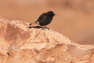 Trauersteinschmätzer (Oenanthe leucura)