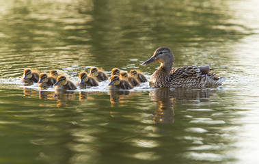 Wild duck with baby ducklings on a fresh water lake in spring