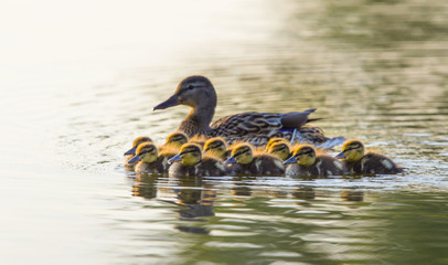 Wild duck with baby ducklings on a fresh water lake in spring