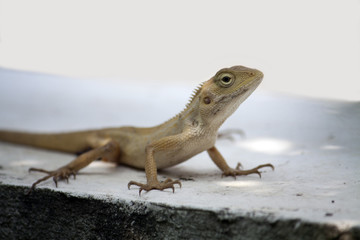 Fototapeta premium brown-headed lizard on the wall