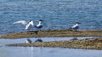 Obraz premium Caspian Terns
