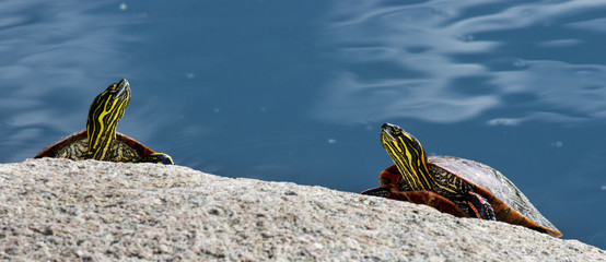 Fototapeta premium Painted Turtles on a Rock
