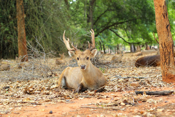 sika deer in the nature
