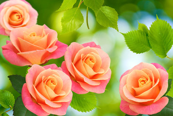 image flower roses on a green background