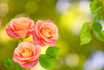 image of beautiful  three of roses on a green background