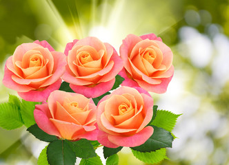image of beautiful flower roses on a green background