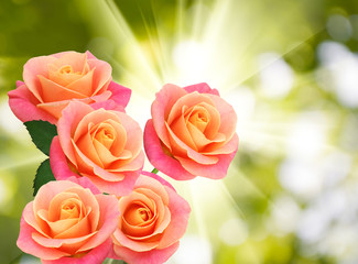 image of beautiful flower of roses against the sun