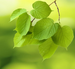 Fototapeta na wymiar tree branches on a green background closeup