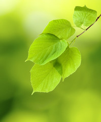 image of the leaves of trees in the park on a green background