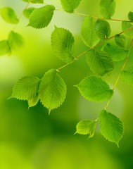 leaves of trees in the park on a green background