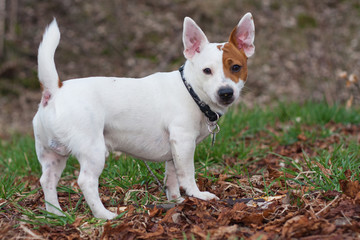 Jack Russell Terrier