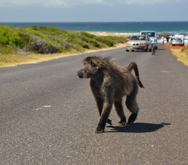 Chacma baboons (Papio ursinus) walking around tourist cars