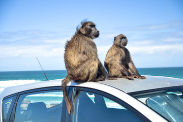 Chacma baboons (Papio ursinus) sitting on a car, South Africa