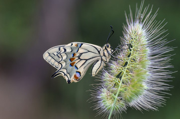 Papilio machaon