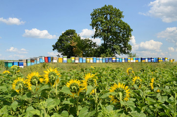 Sunflowers and Hives