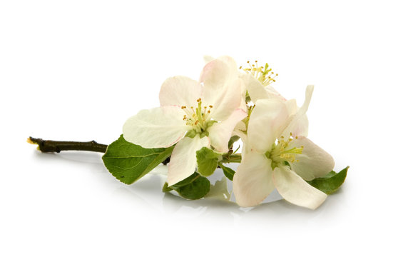 Isolated image of a blossoming branch on a white background