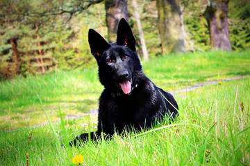 German shepherd puppy..