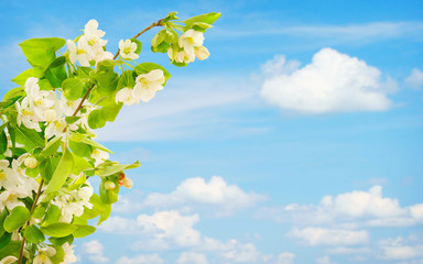 Blossoming branch of apple tree against blue sky