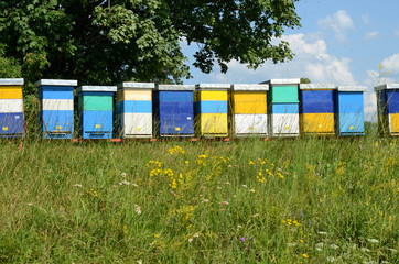 Fototapeta na wymiar Hives