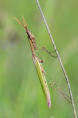 Empusa pennata, male