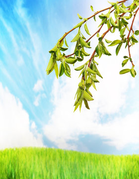 Bright summer landscape and branches with vivid green leaves