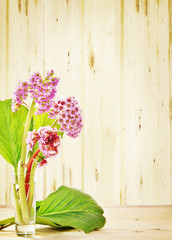 Little bouquet of Bergenia flowers on wooden background