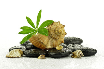 Kamienie bazaltowe z liściem i muszlami © CUKMEN