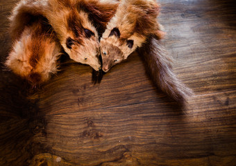 Fur collars of two polecats